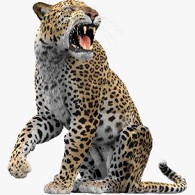 Leopard (Rigged-Fur) 3D model